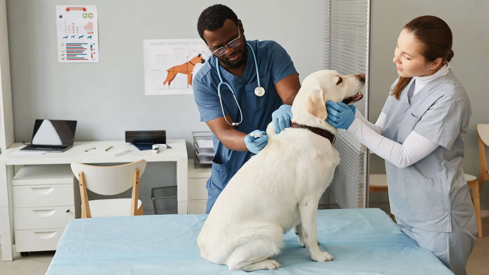 Ketronit: Complete Veterinary Attention, Right at Home