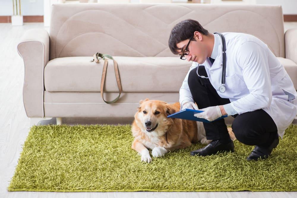 Ketronit Brings Expert Pet Care Right to Your Doorstep
