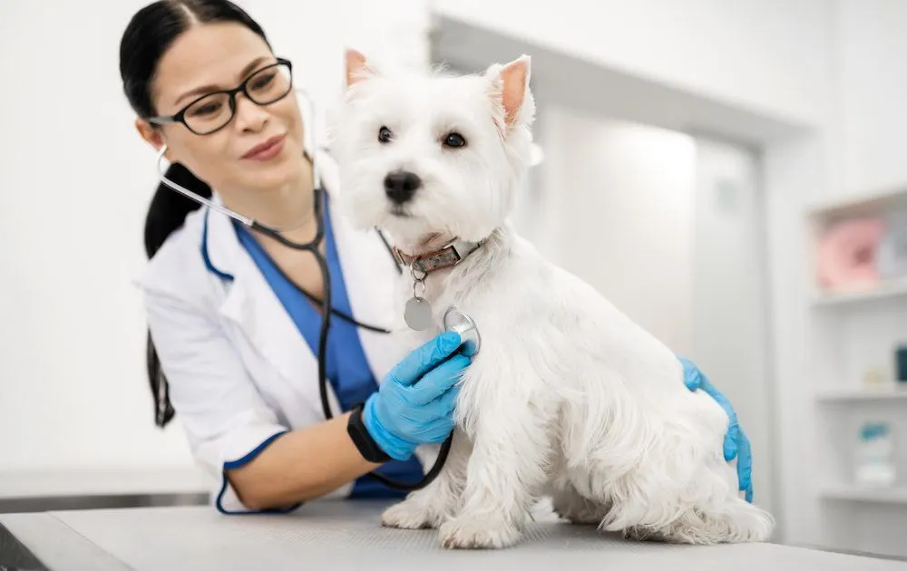 Routine Pet Health Checks: Mobile Vet Services by Ketronit