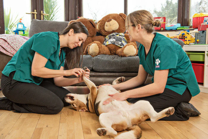 Calm Vet Visits: Reducing Stress for Pets and Owners at Home