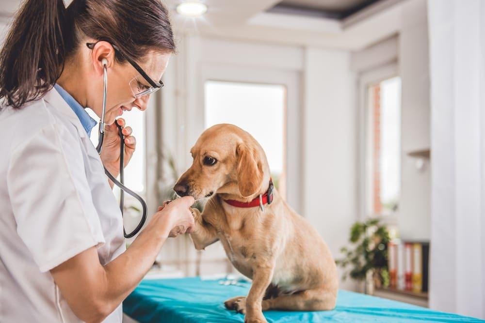 Ketronit: Expert Vet Care at Your Doorstep