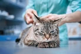 Stress-Free Vet Visits: Quality Care for Your Pet's Comfort