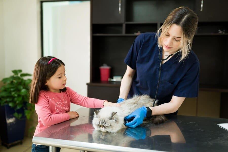 In-Home Pet Wellness: Ketronit's Gentle Approach