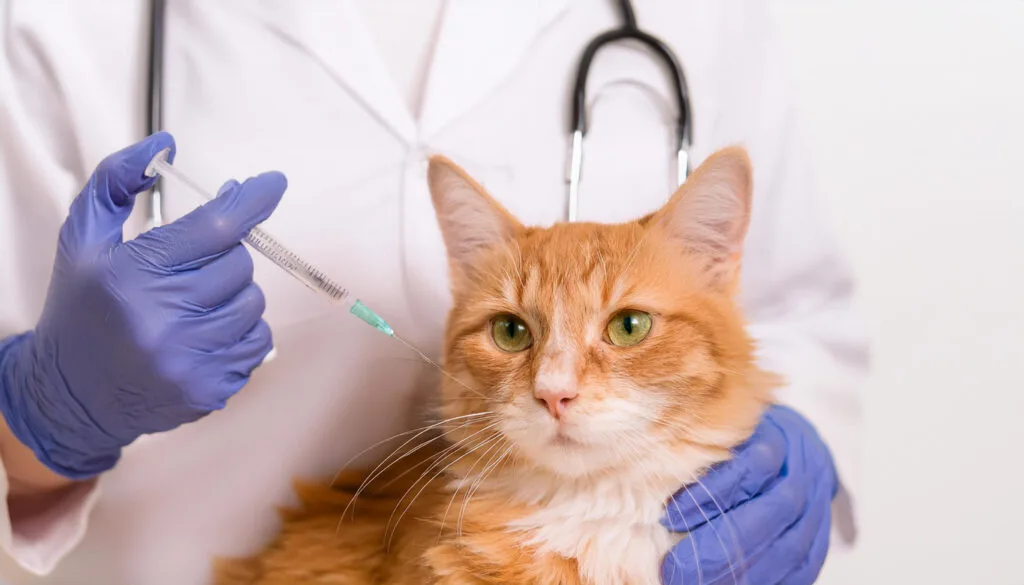 Ketronit: Proactive Pet Health & Home Consultations